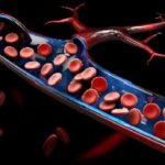 mitochondria in human blood