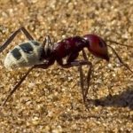 desert ants