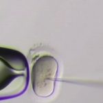 first embryo Genes