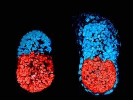 mouse model embryo