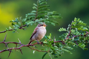 greater number of bird species related to well-being